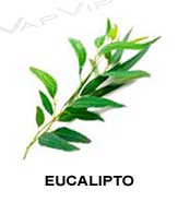 Todos los aromas de eucalipto para hacer e-líquidos para vapear.